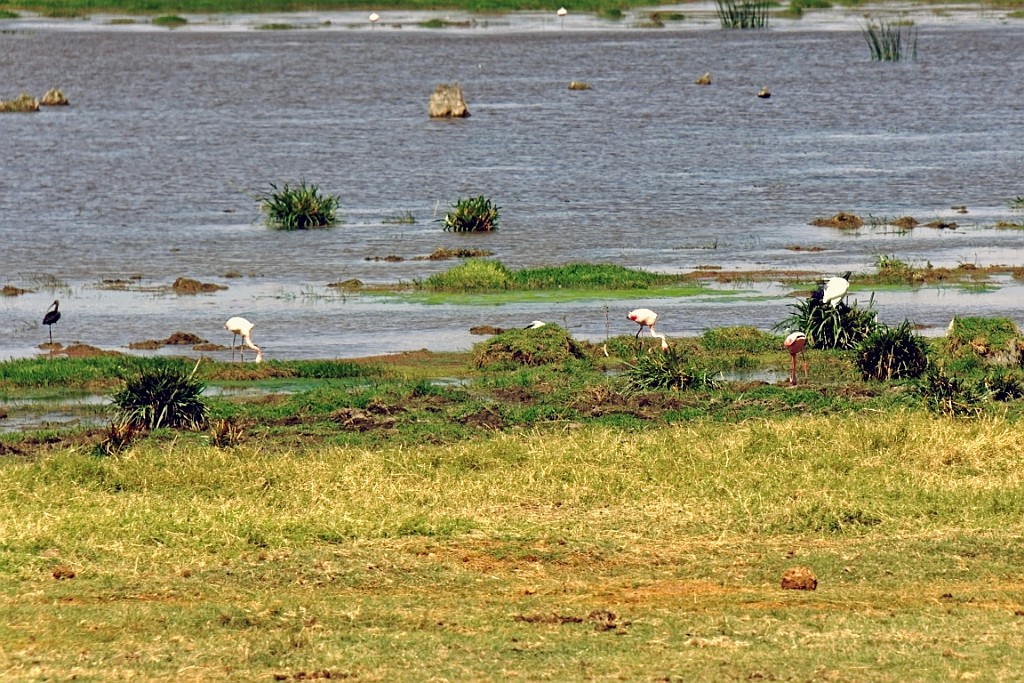 Kenia (236).jpg
